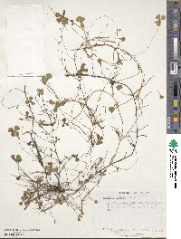 Image of Marsilea villosa