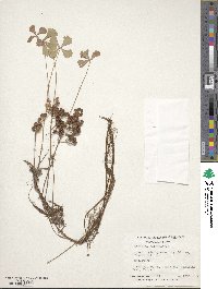 Image of Marsilea botryocarpa