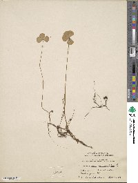 Marsilea quadrifolia image