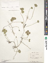 Marsilea quadrifolia image