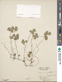 Marsilea quadrifolia image
