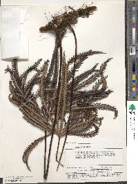 Image of Matonia pectinata