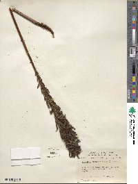 Matteuccia struthiopteris subsp. struthiopteris image