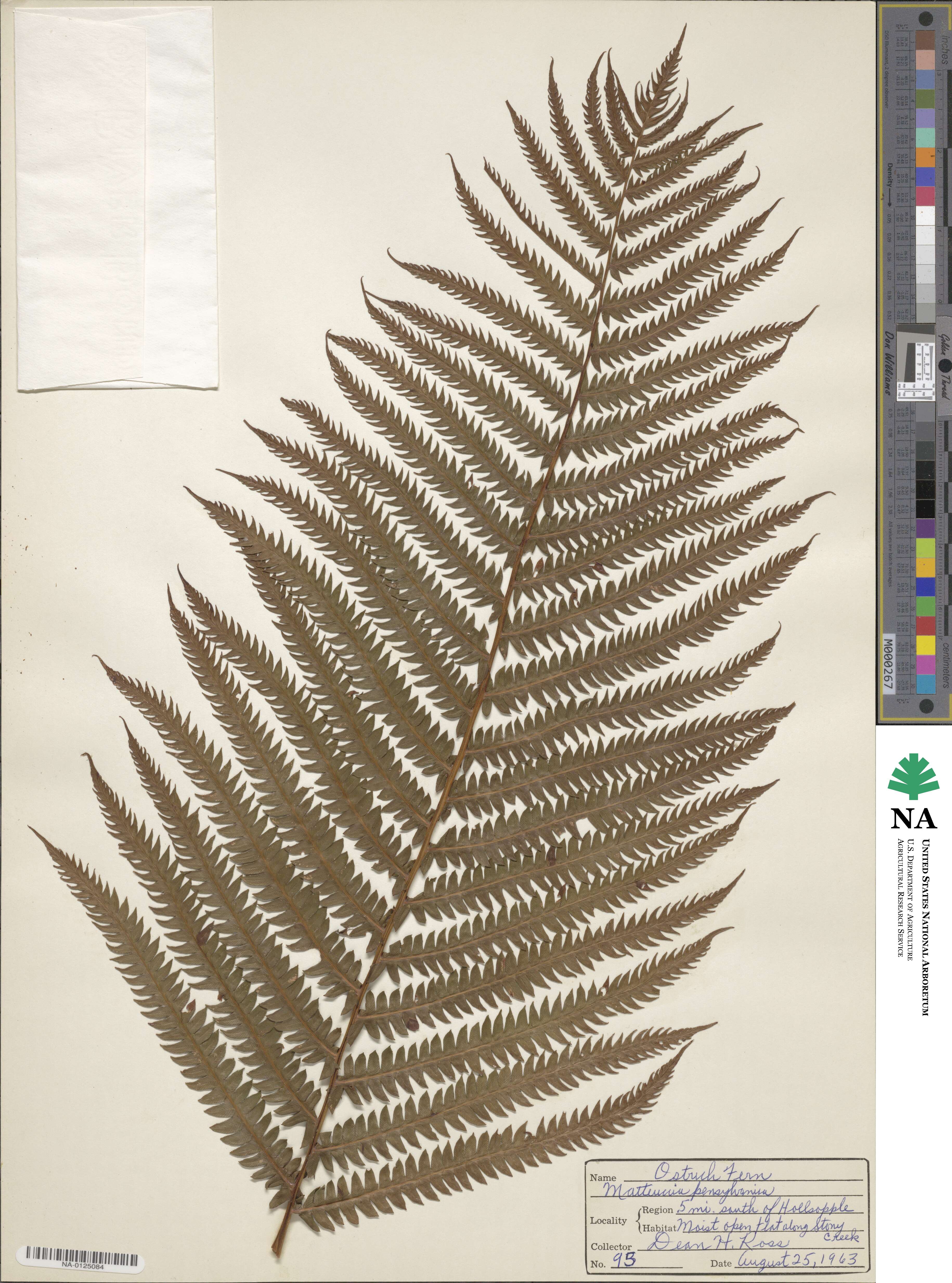 Matteuccia pensylvanica image