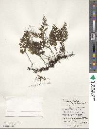 Hymenophyllum badium image