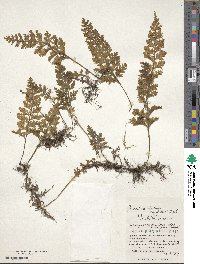 Hymenophyllum badium image