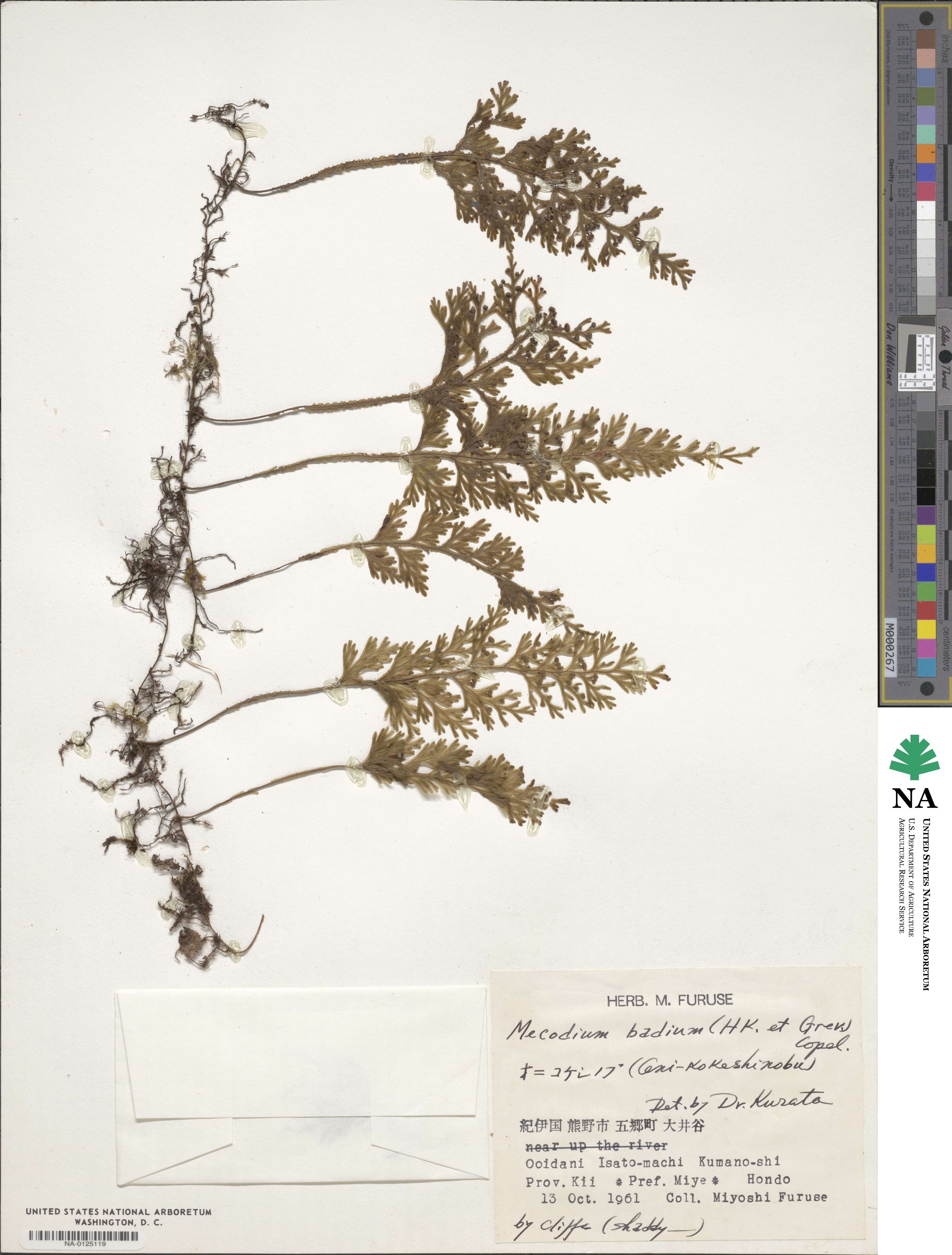 Hymenophyllum badium image