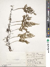 Hymenophyllum badium image