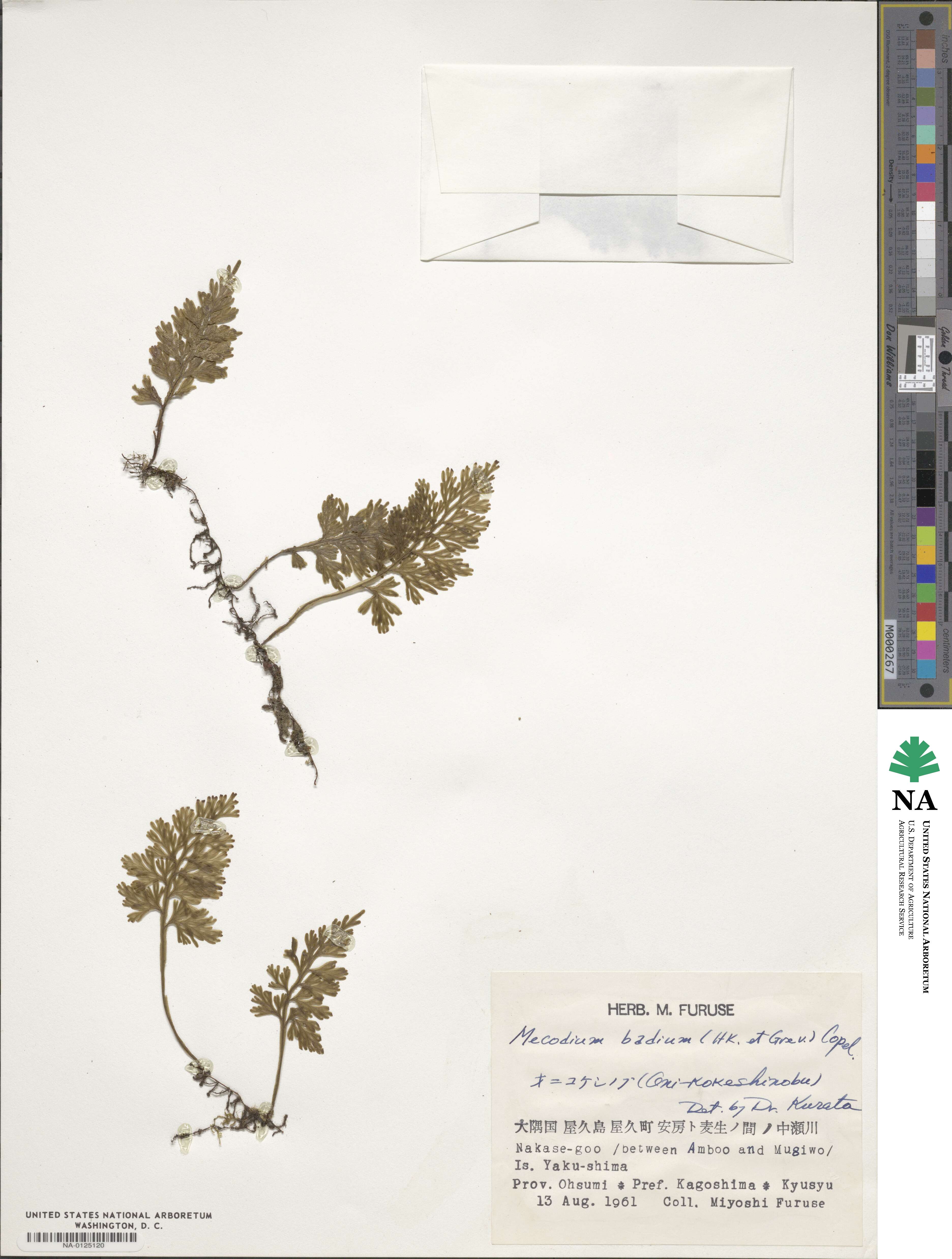 Hymenophyllum badium image