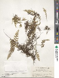 Hymenophyllum badium image