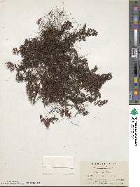 Hymenophyllum fumarioides image