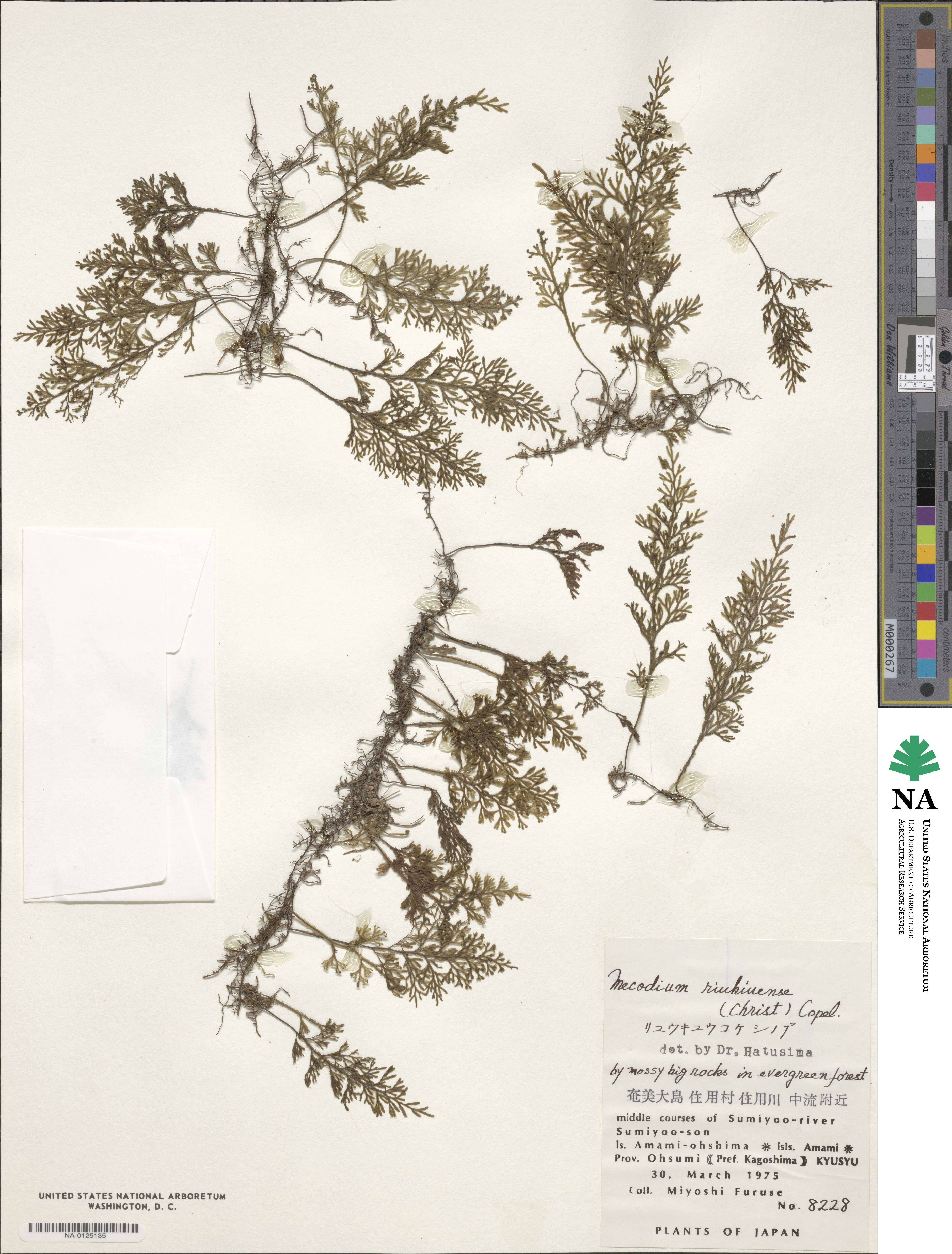 Hymenophyllum riukiuense image