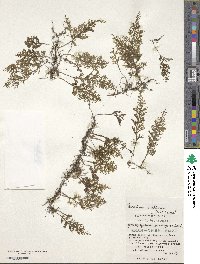 Hymenophyllum riukiuense image