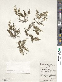 Hymenophyllum riukiuense image