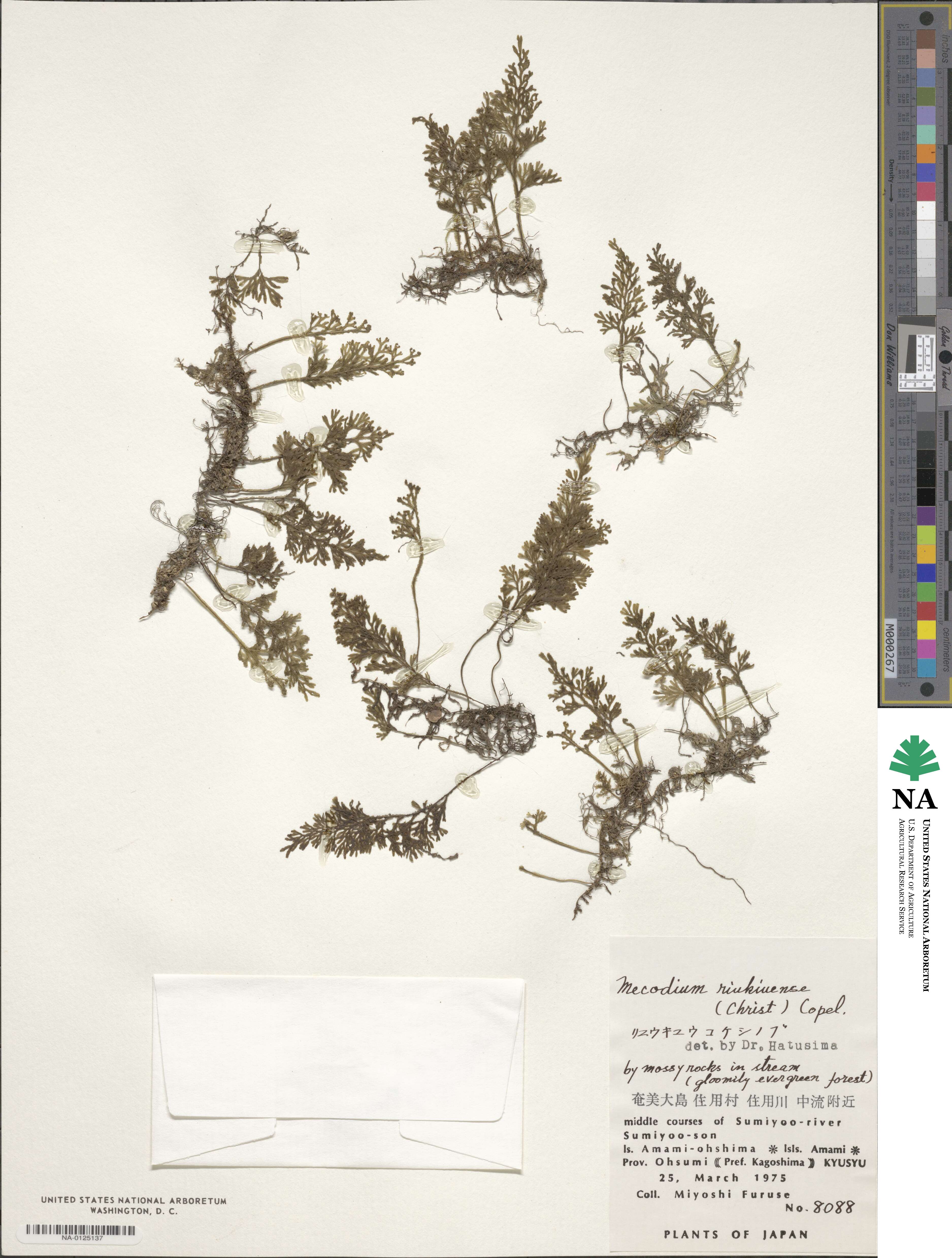 Hymenophyllum riukiuense image