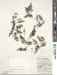 Hymenophyllum riukiuense image