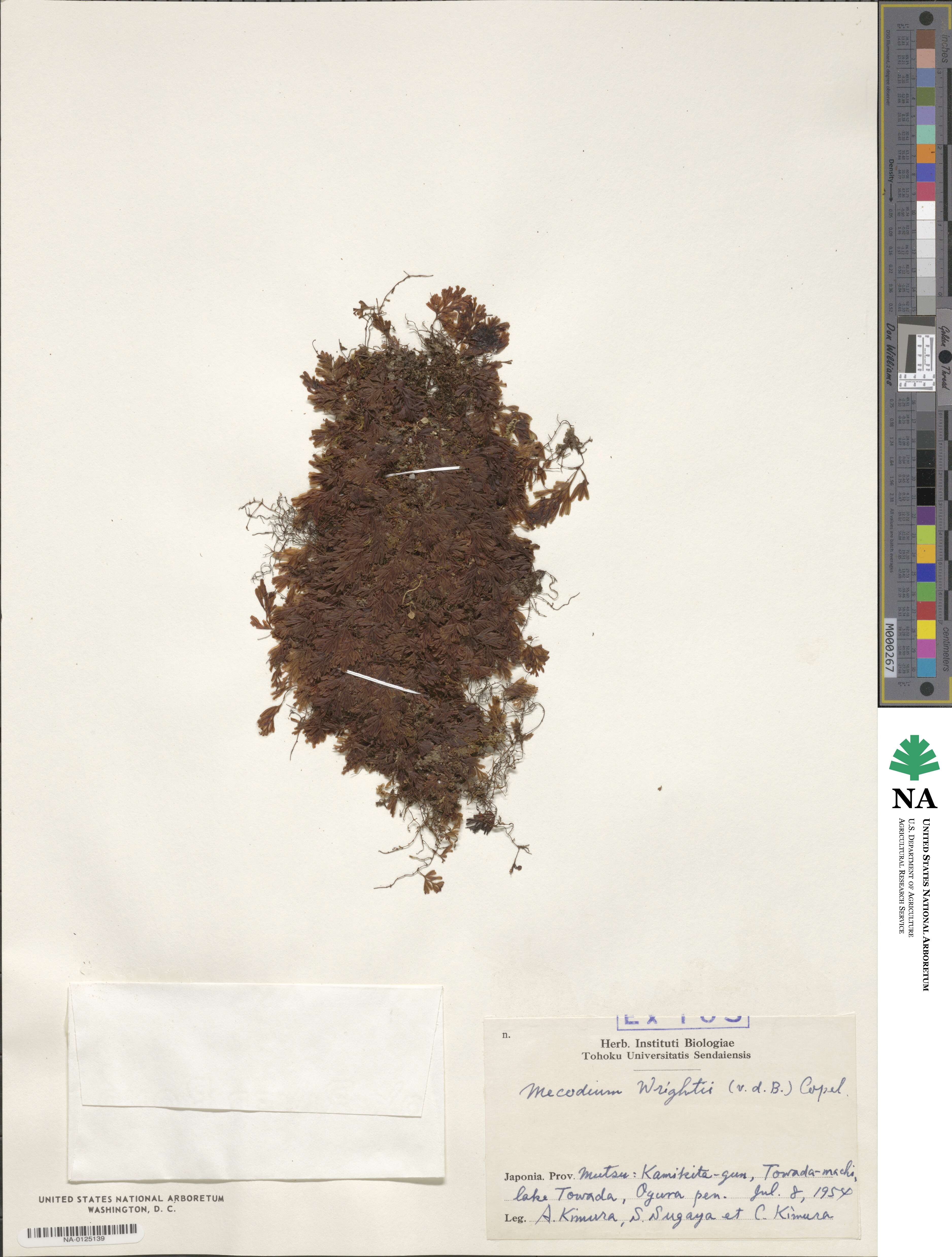 Hymenophyllum wrightii image