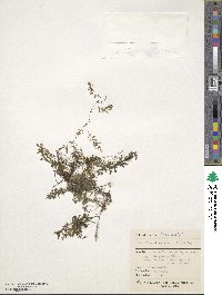 Image of Hymenophyllum australe