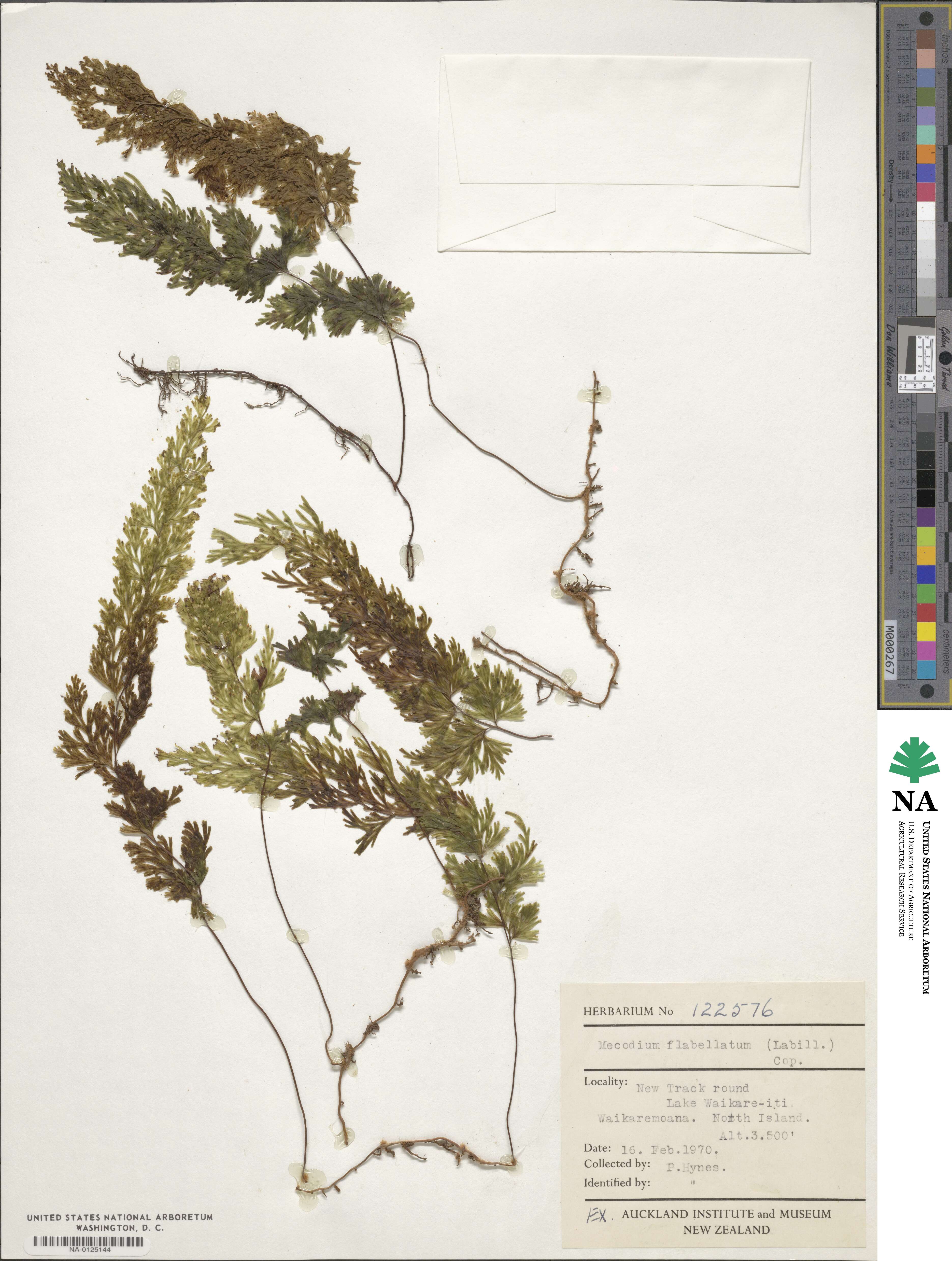 Hymenophyllum flabellatum image