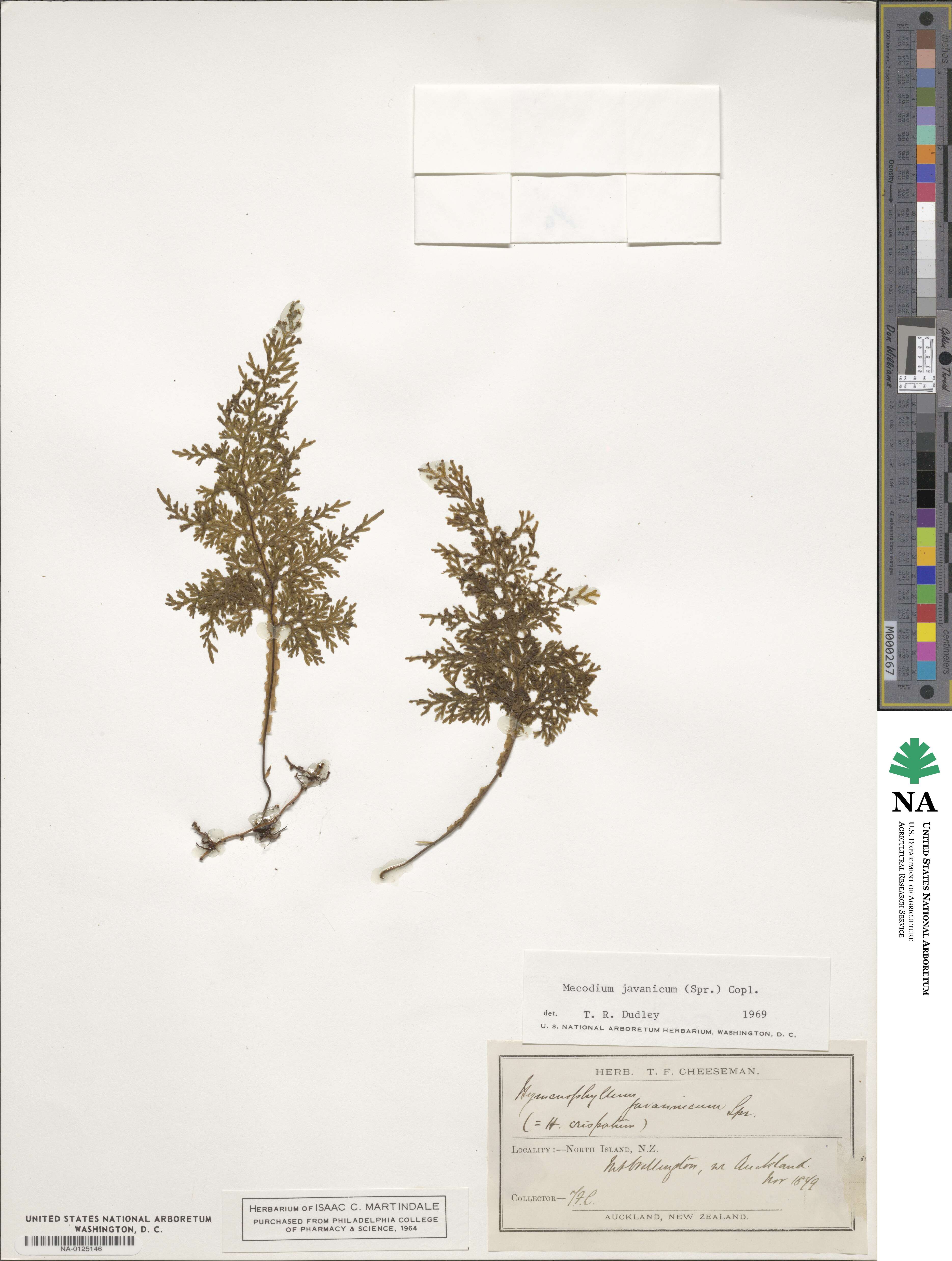 Hymenophyllum javanicum image