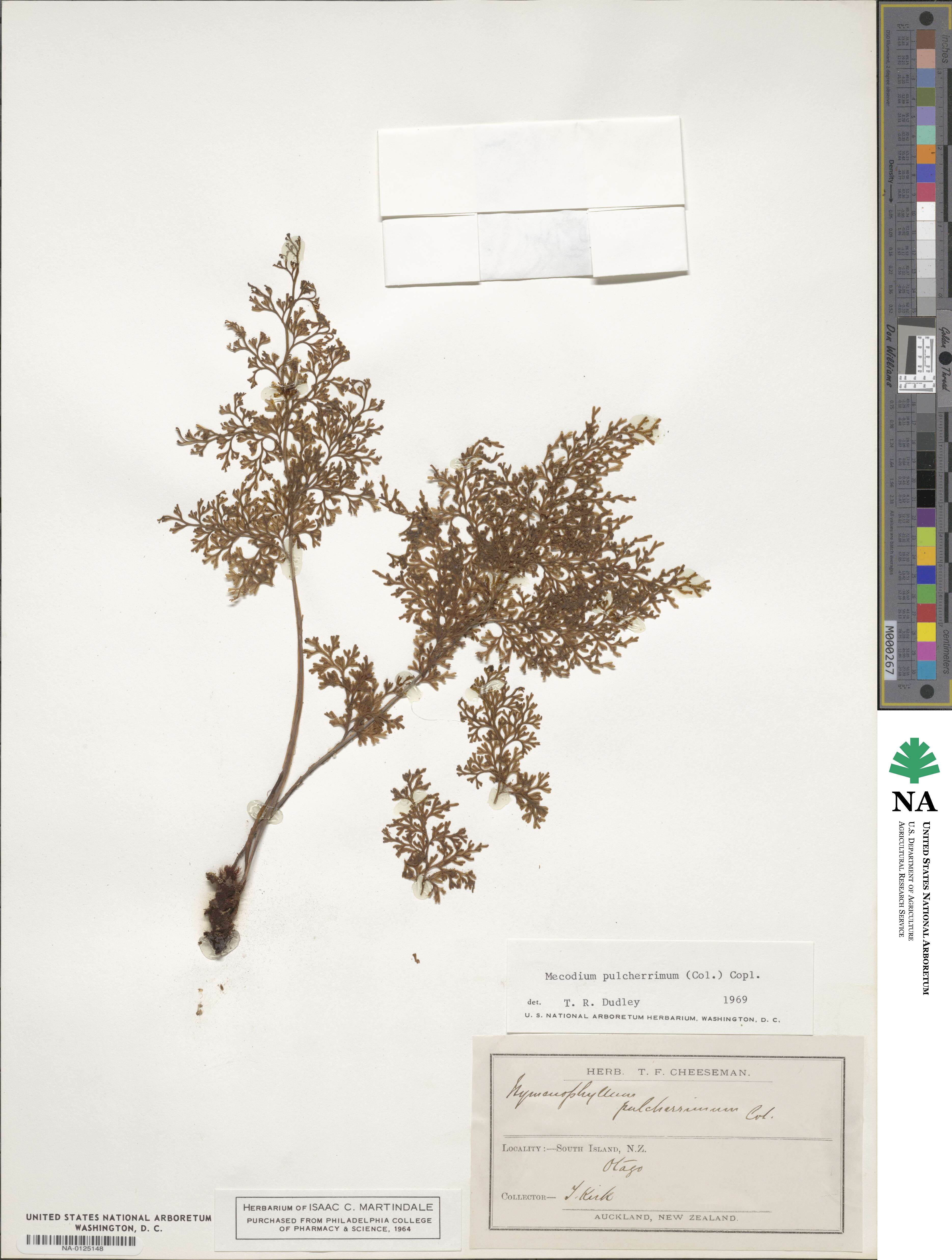 Hymenophyllum pulcherrimum image