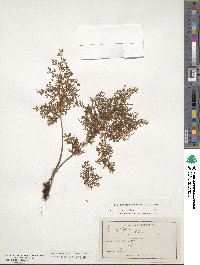 Hymenophyllum pulcherrimum image