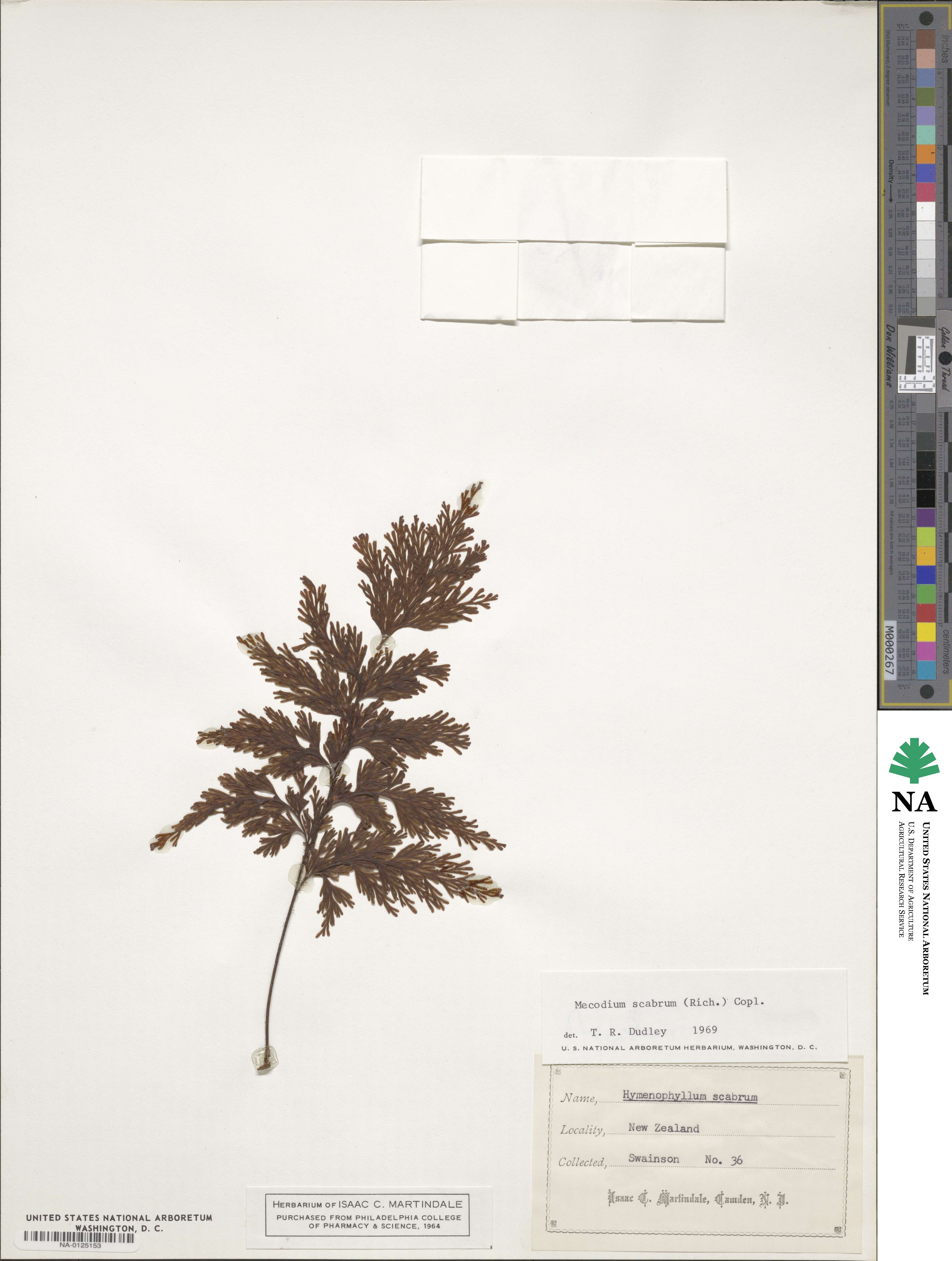 Hymenophyllum scabrum image