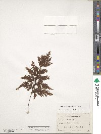 Hymenophyllum scabrum image