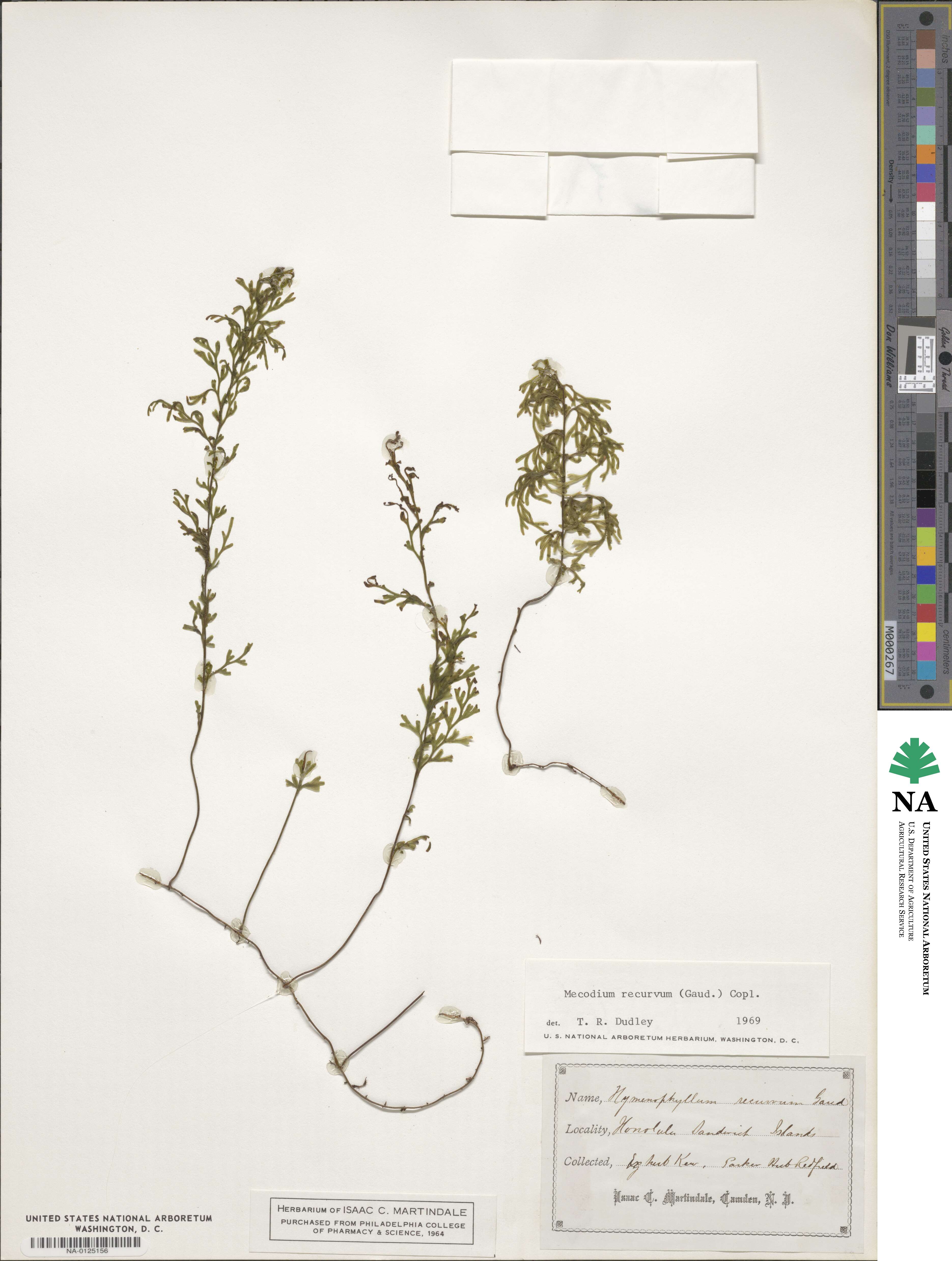 Hymenophyllum recurvum image