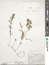 Hymenophyllum recurvum image