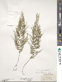 Hymenophyllum recurvum image