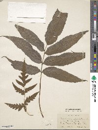 Meniscium reticulatum image