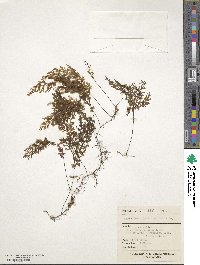 Hymenophyllum multifidum image