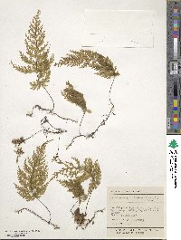 Hymenophyllum sanguinolentum image