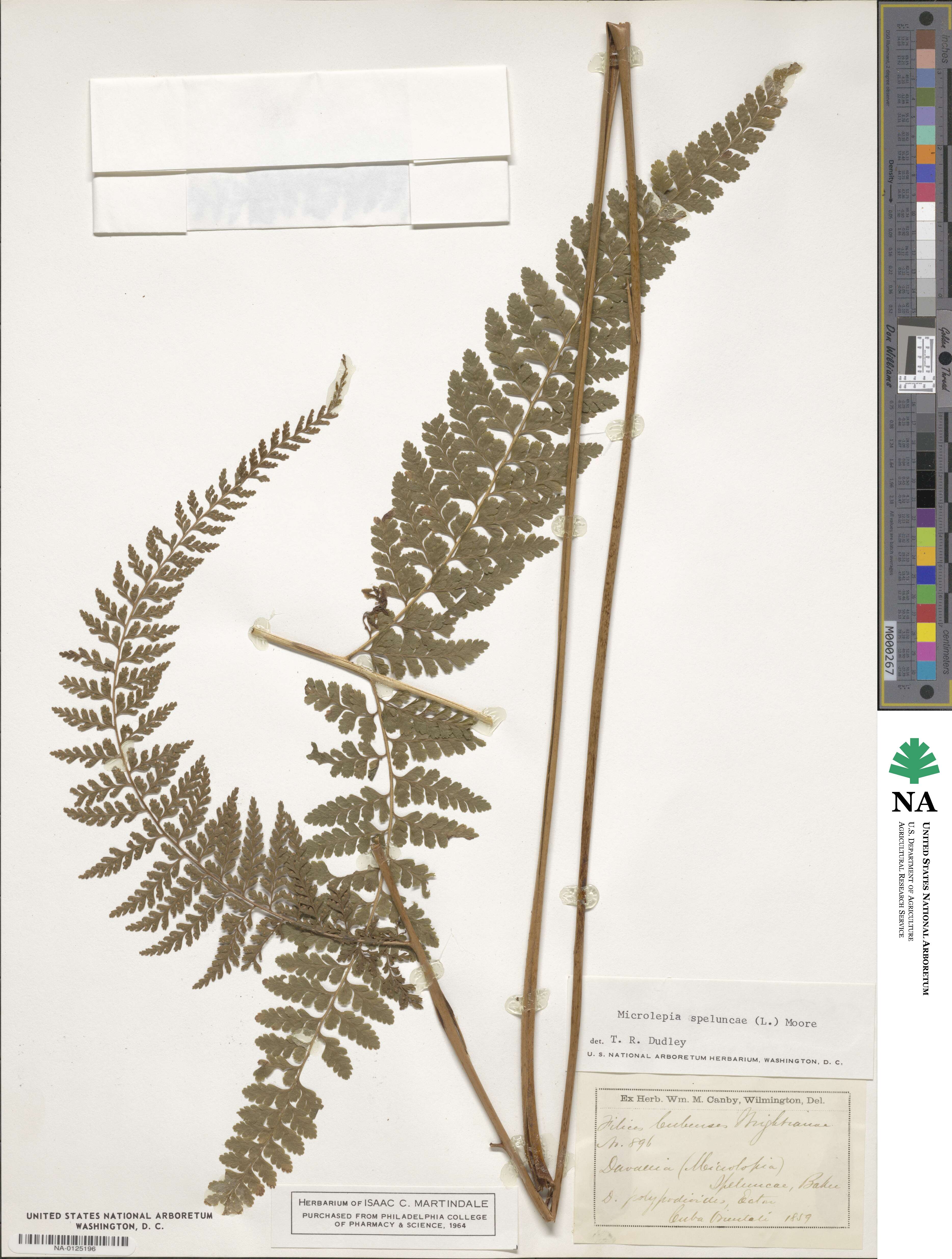 Microlepia speluncae image