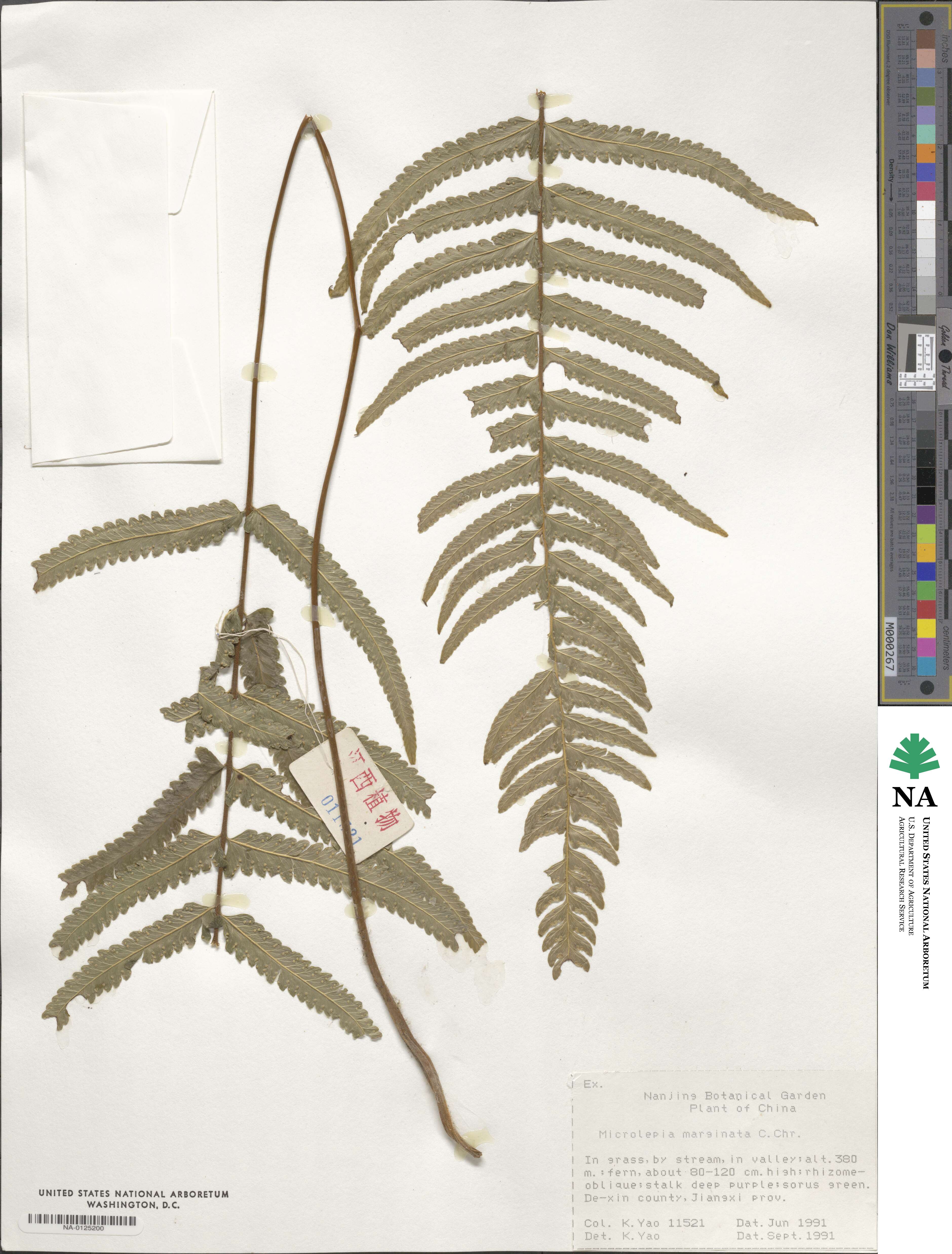 Microlepia marginata image