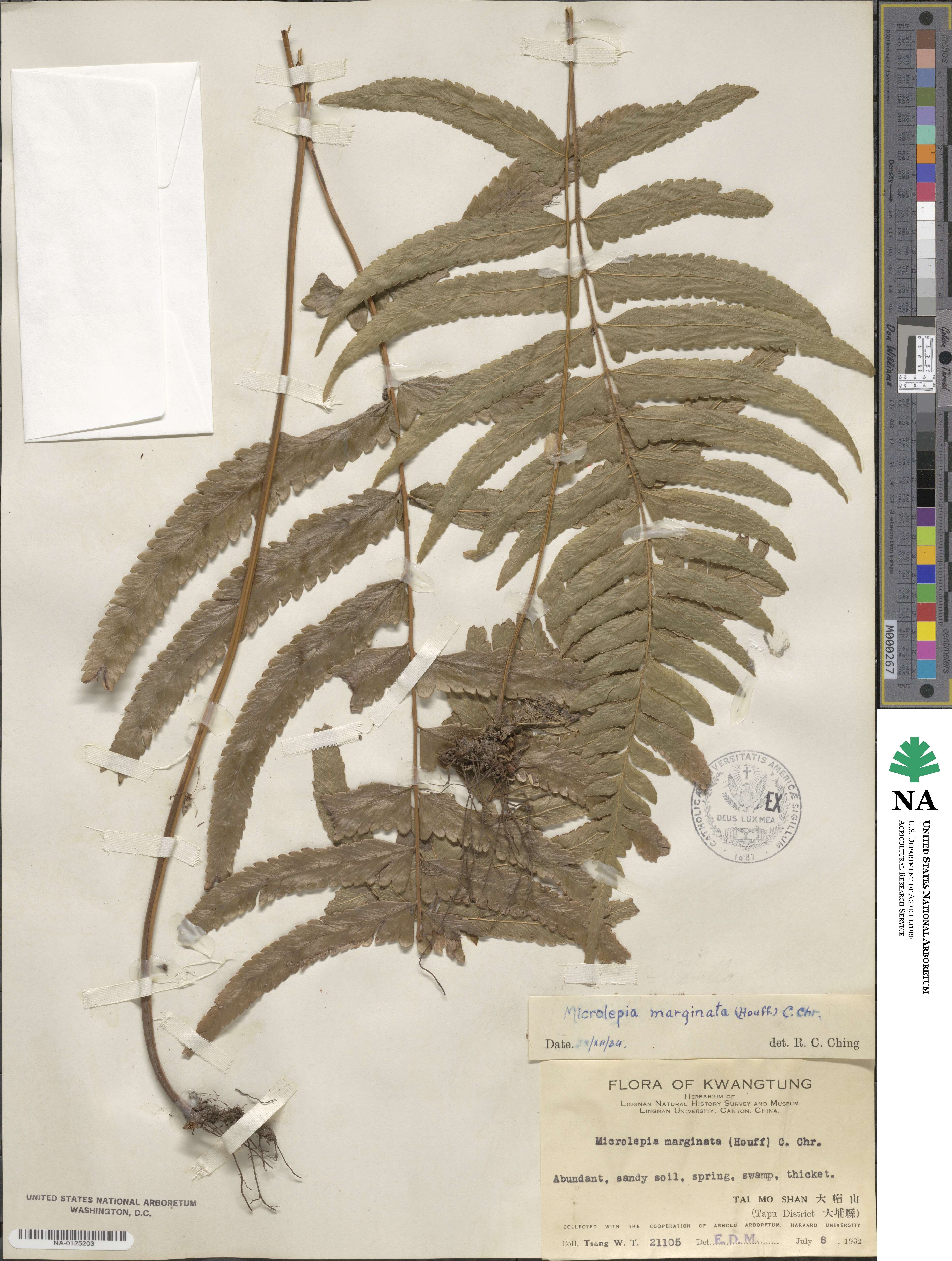 Microlepia marginata image