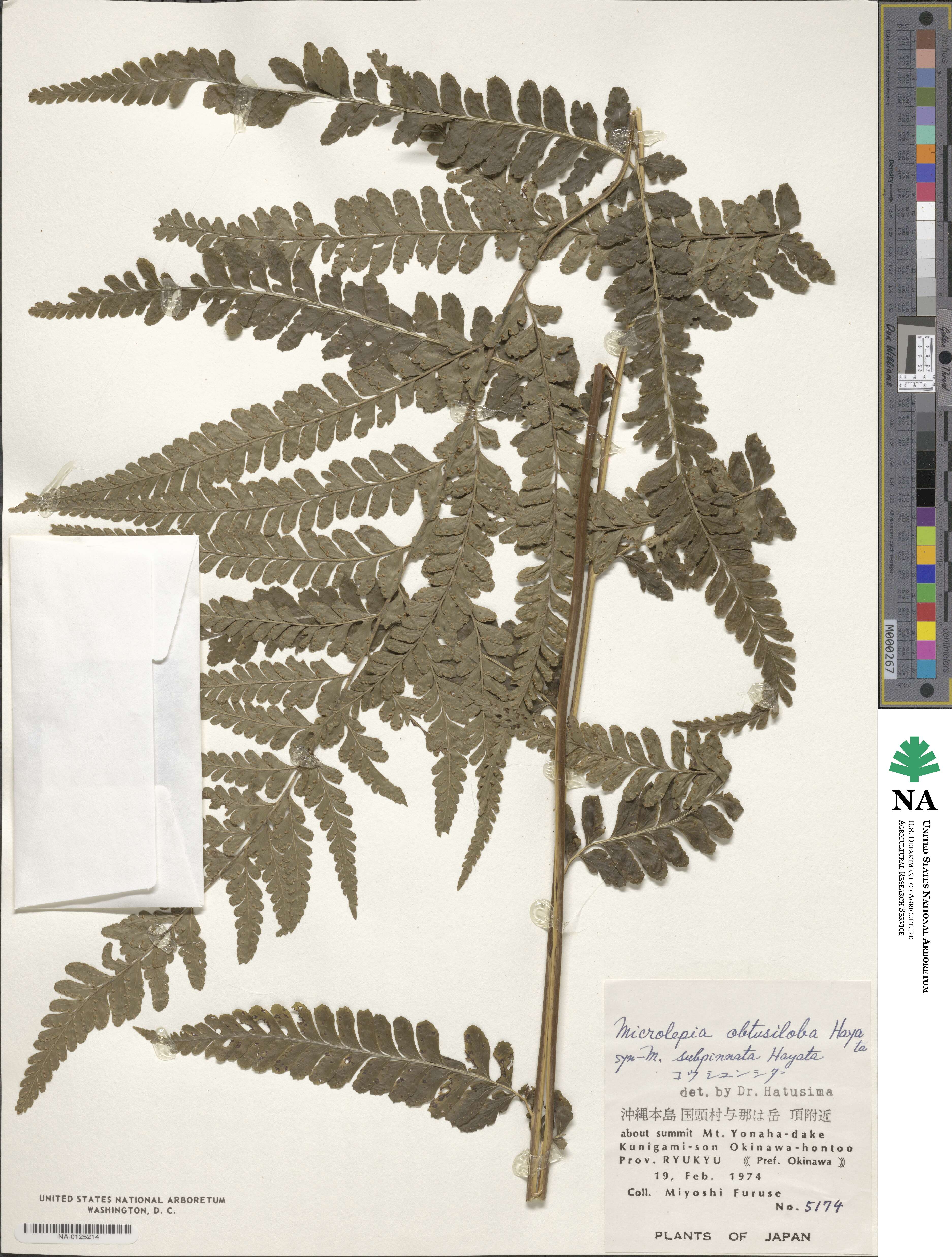 Microlepia obtusiloba image