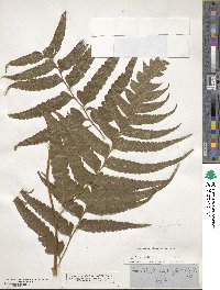 Media resource of Microlepia platyphylla