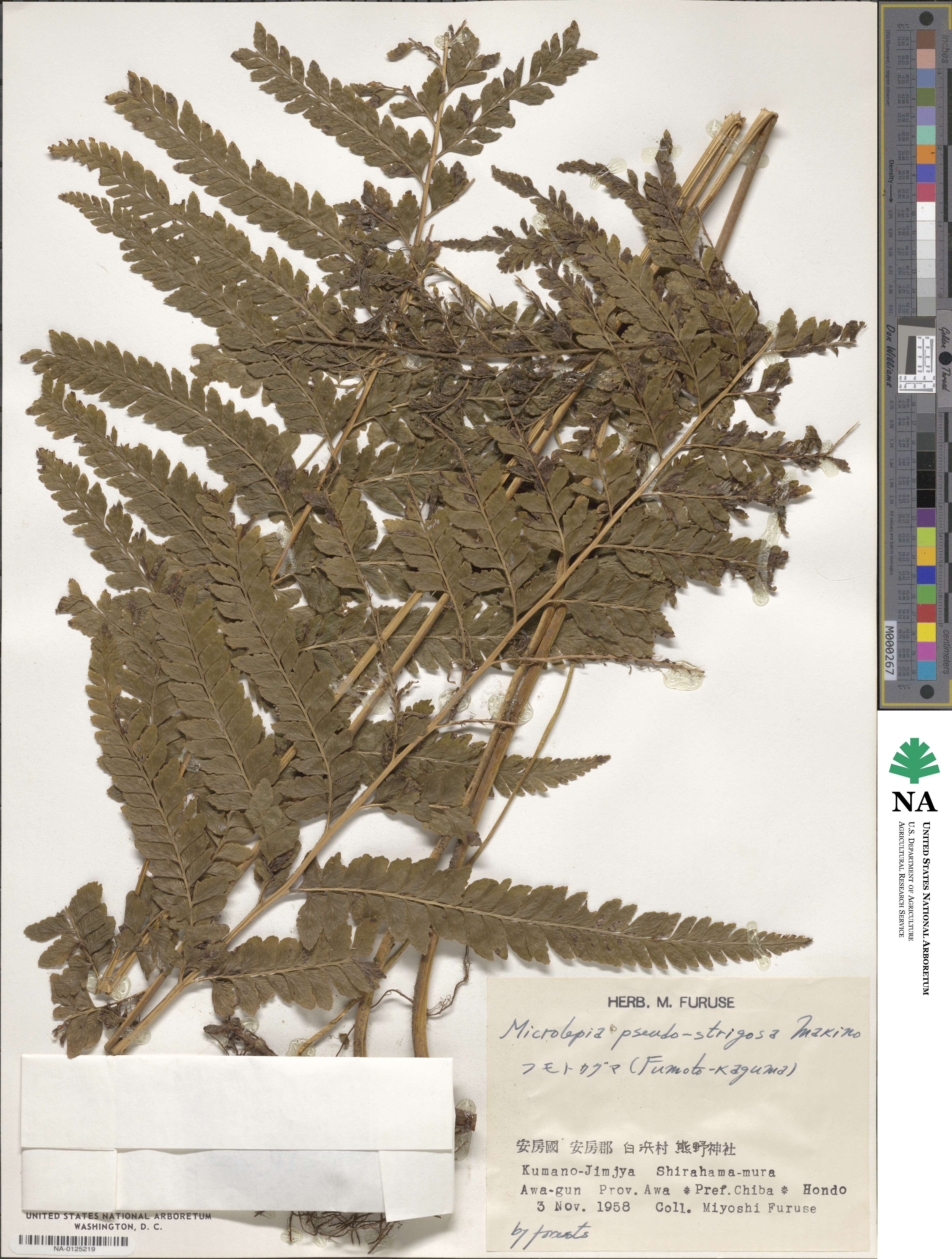 Microlepia pseudostrigosa image