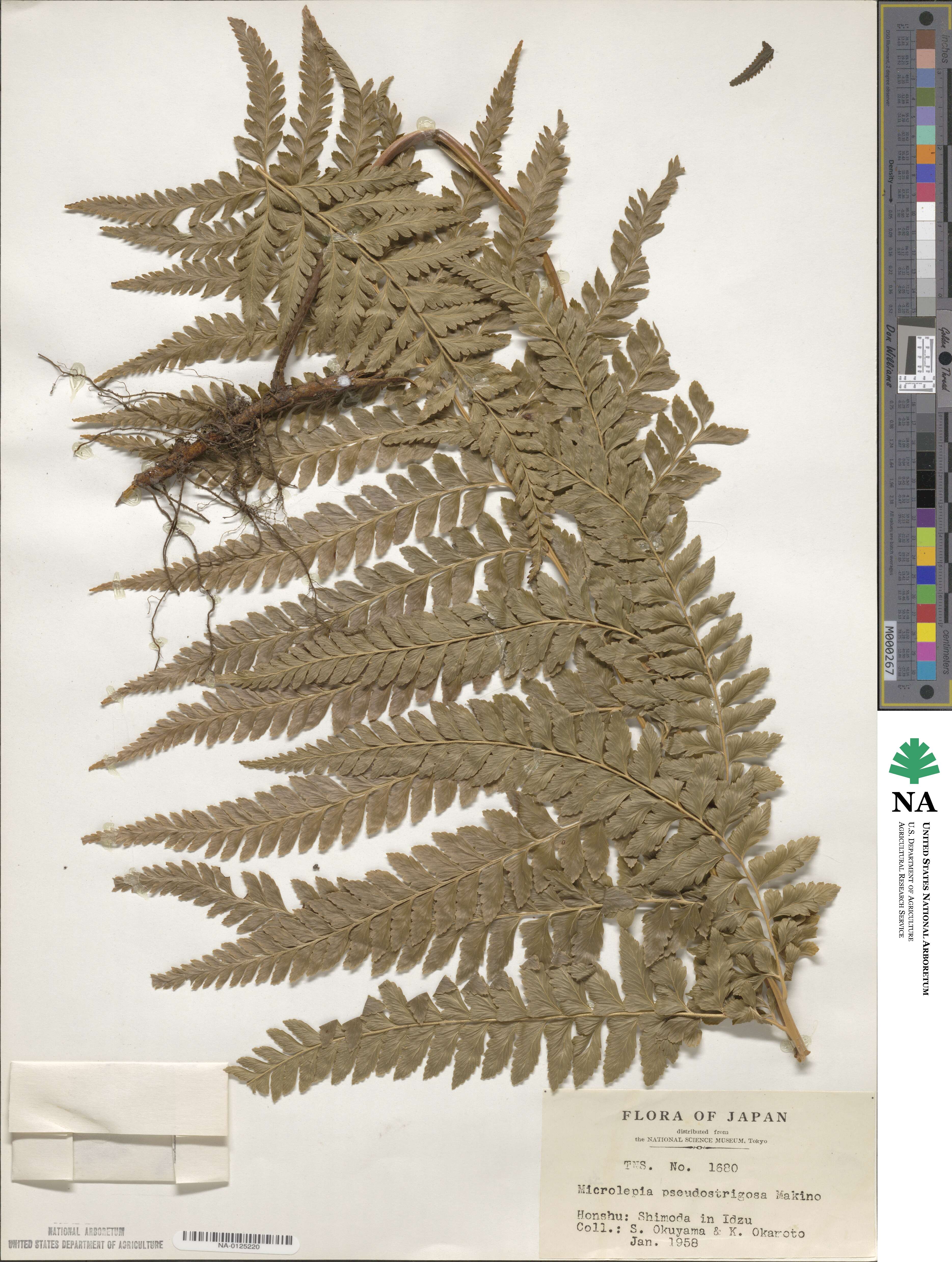 Microlepia pseudostrigosa image