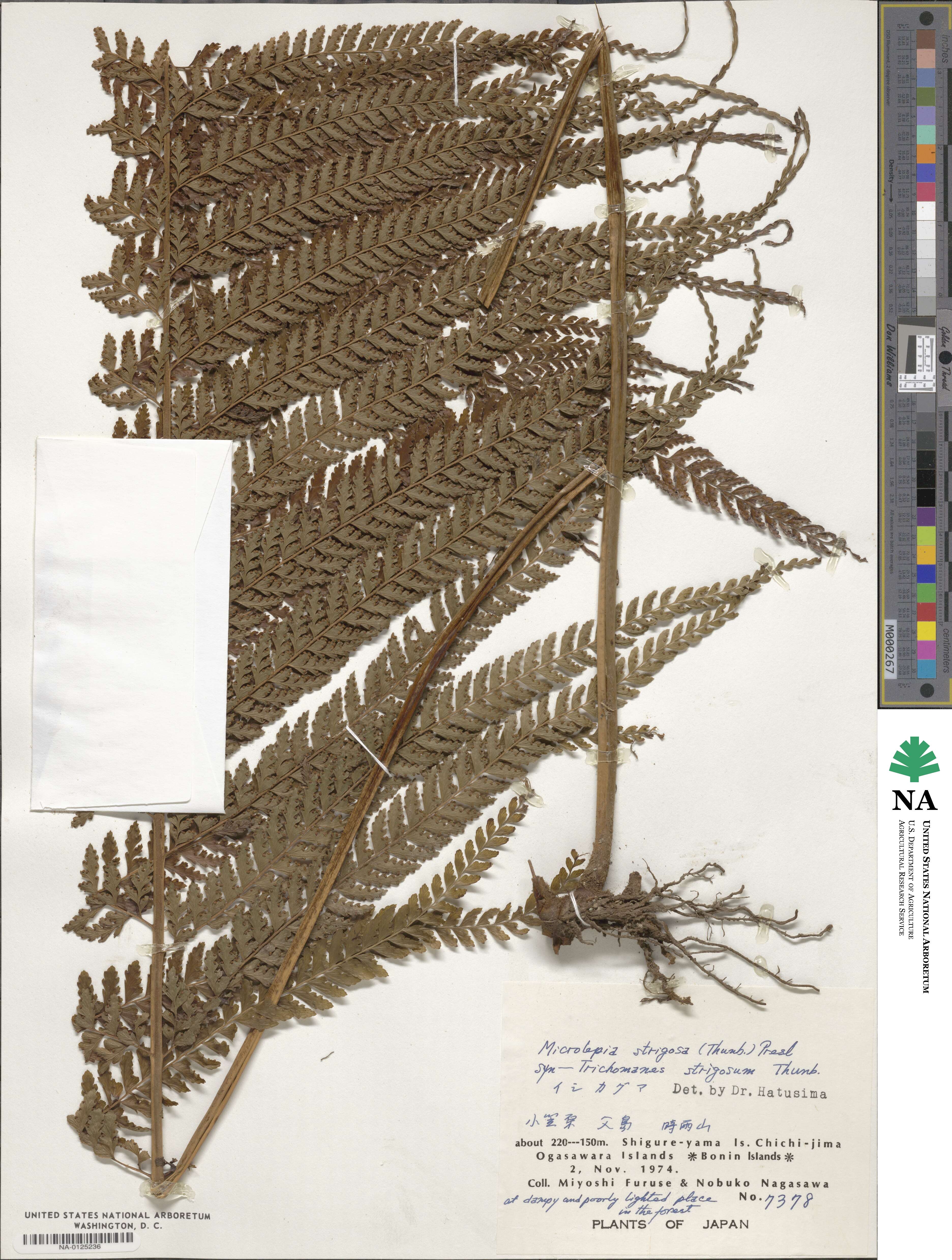 Microlepia strigosa image