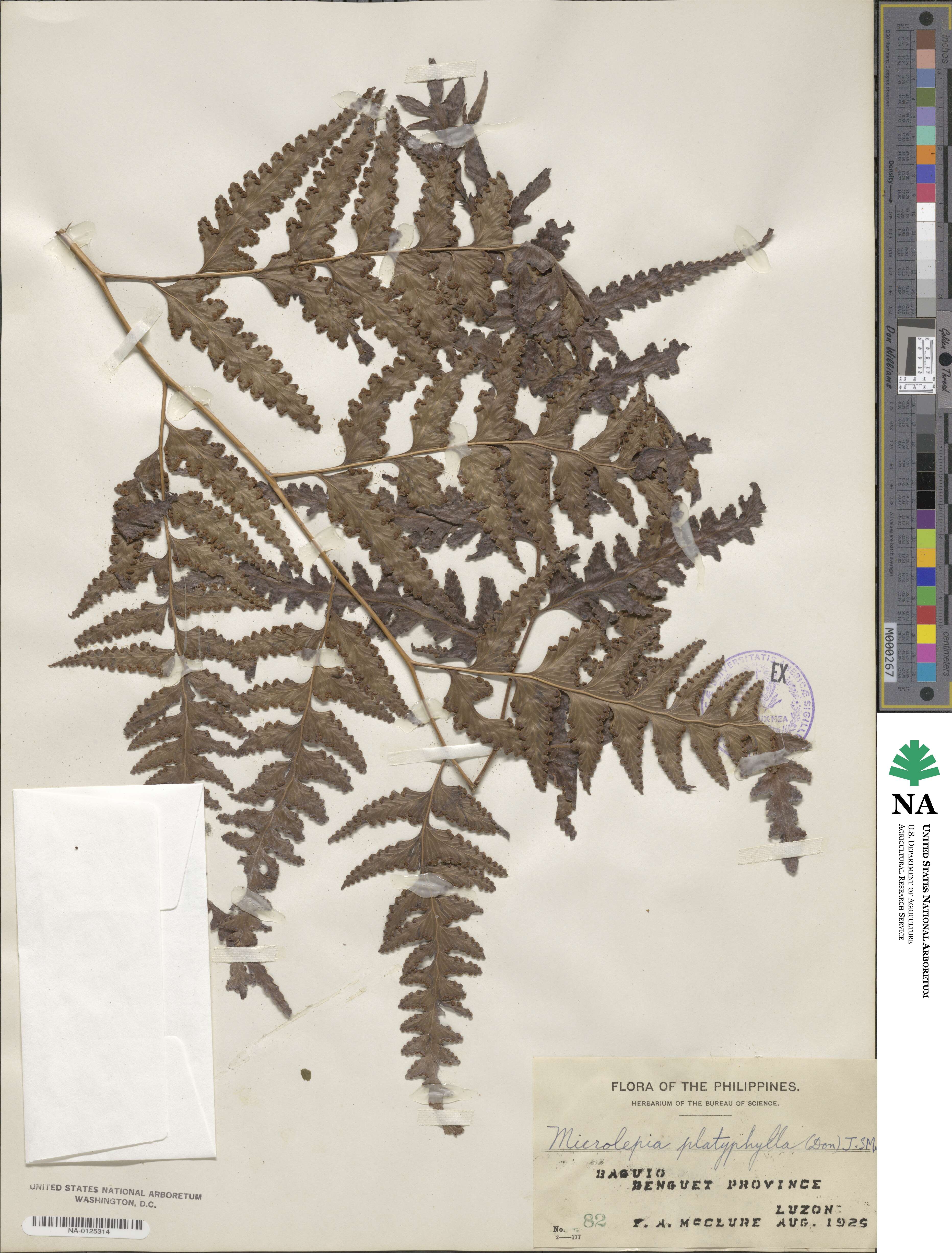 Microlepia platyphylla image