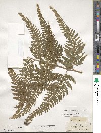 Microlepia speluncae image