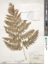 Microlepia speluncae image