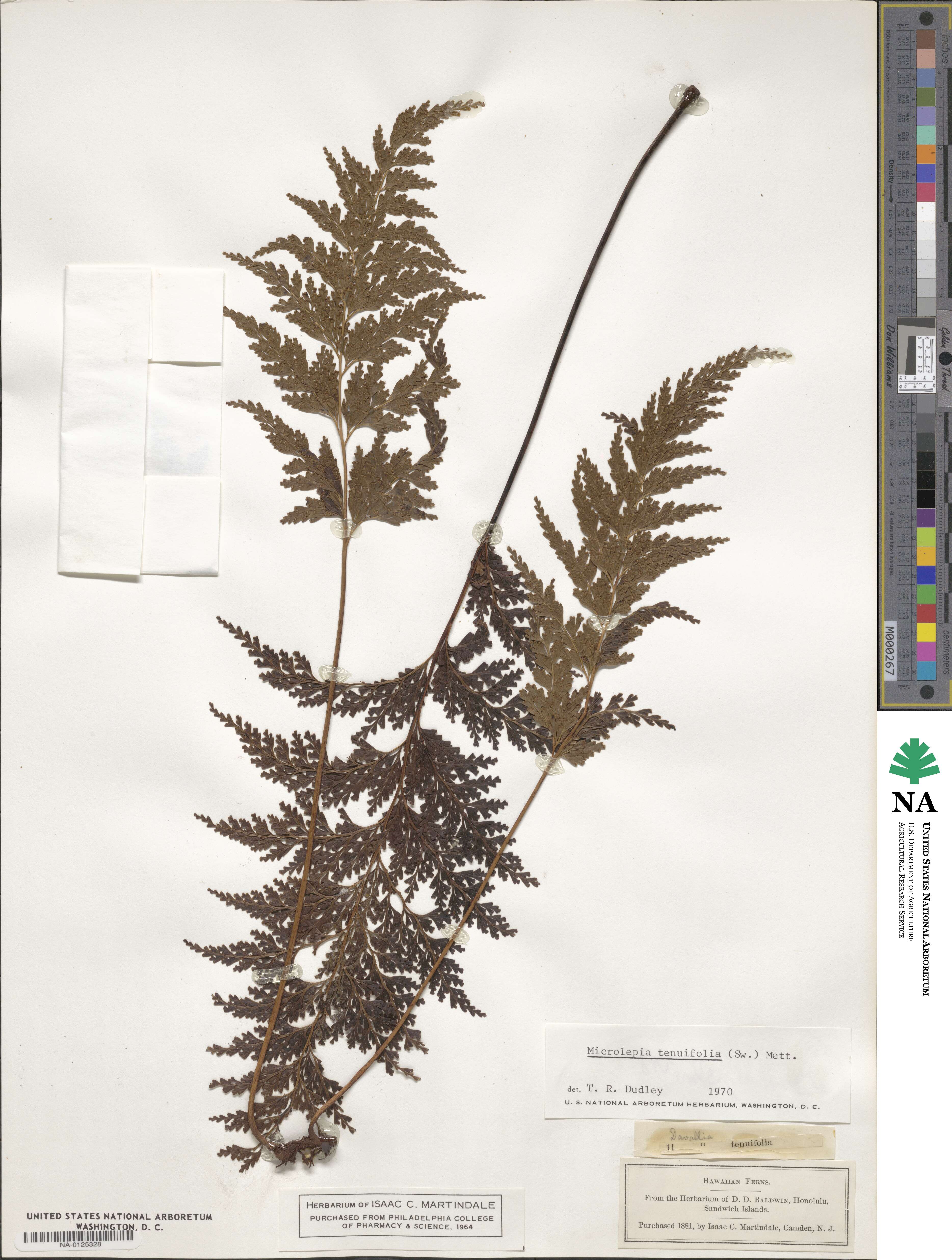 Microlepia tenuifolia image