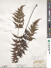 Media resource of Microlepia tenuifolia