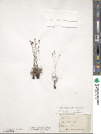 Schizaea pusilla image