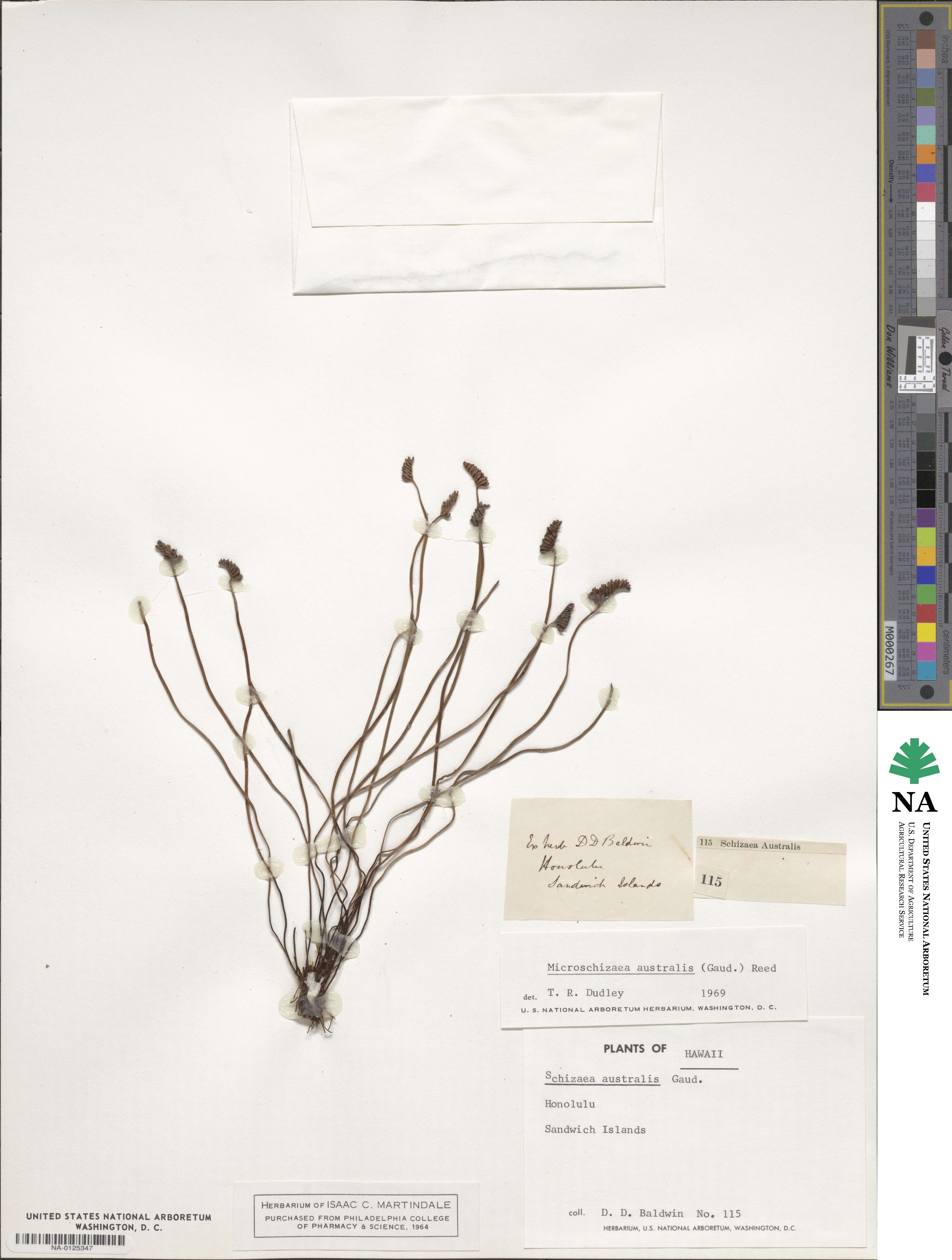 Microschizaea australis image