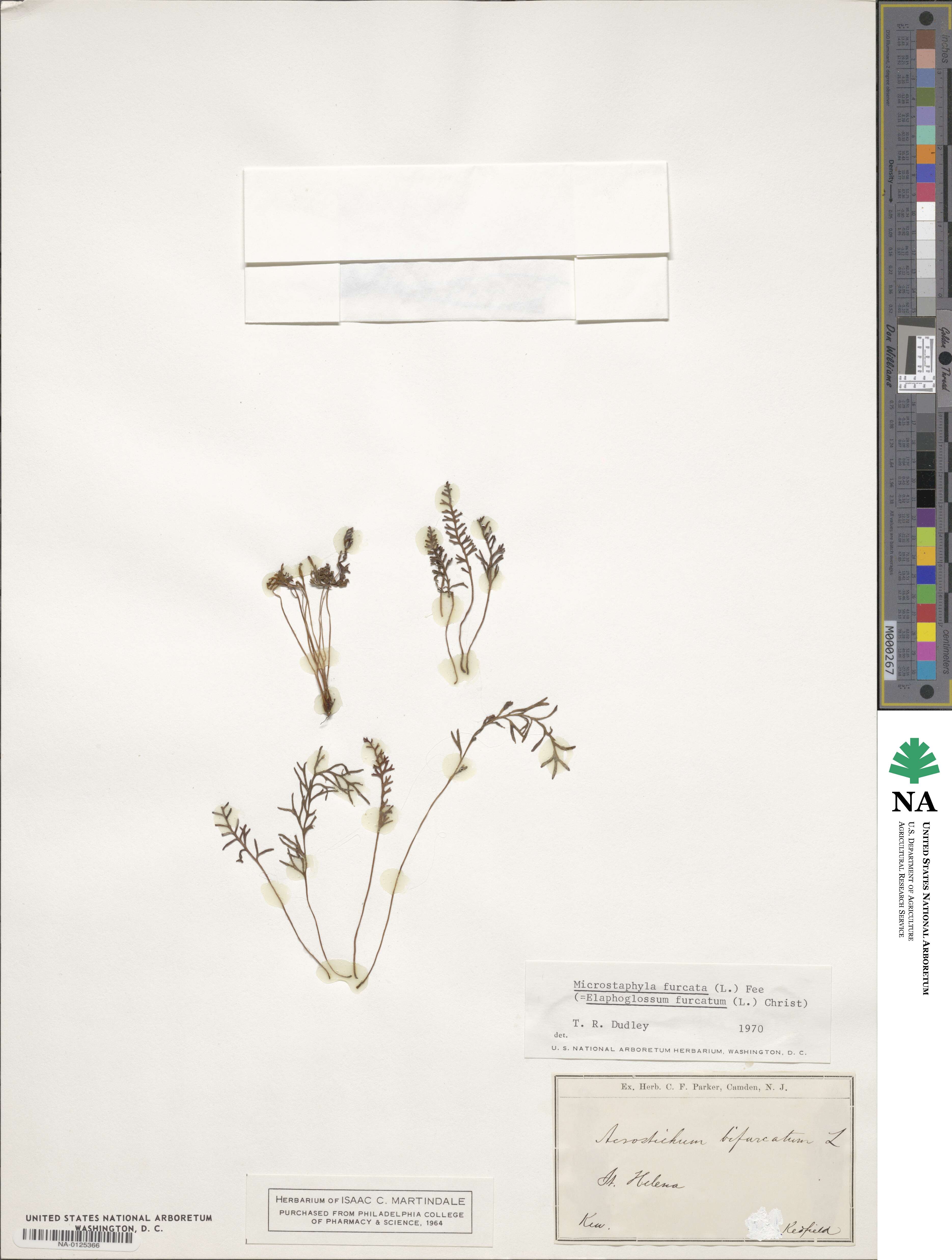 Elaphoglossum image